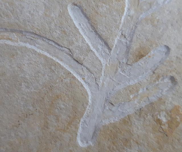 Brachyphyllum nepos SAPORTA 1884 - Bild &copy; FossNet FossilienStore